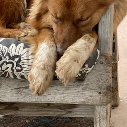 Australian Shepherd All Grown Up from Paradise Creek Puppies