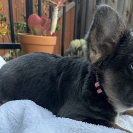 Misty (pink female) - Tricolors French Bulldog puppy in Burbank, California from Floofie Frenchies