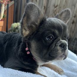Misty (pink female) - Tricolors French Bulldog puppy in Burbank, California from Floofie Frenchies