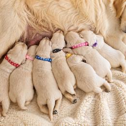 Lilac - Light golden female Golden Retriever puppy in Dunlap, Tennessee from Mountain Laurel Goldens