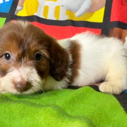 Dotty - Piebald female Dachshund puppy in Magnolia, Texas from Hillyard Ranch