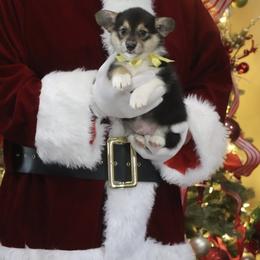 Boy 1 - Black and tan male Pembroke Welsh Corgi puppy in Ville Platte, Louisiana from Flat town corgis