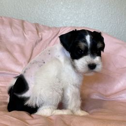 Miniature Schnauzer Puppies from Priscilla's Miniature Schnauzers