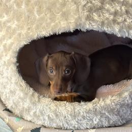 Daisy - Chocolate and tan female Dachshund puppy in Dinwiddie, Virginia from Doting on Dachshunds