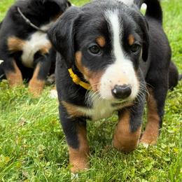 Appenzeller Sennenhund puppies from HussarRidge