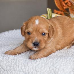 Cameron - Red male Cavapoo puppy in Gap, Pennsylvania from Country View Puppies ( License 18816)