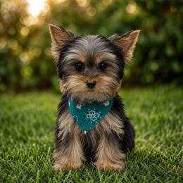 Miso - Black and tan male Yorkshire Terrier puppy in Lebanon, Kentucky from Mosaic Merle Doodles