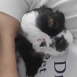 Cocker Spaniel puppies from VanTrees Cocker Spaniels