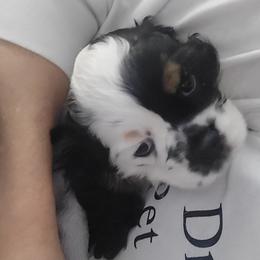 Cocker Spaniel puppies from VanTrees Cocker Spaniels