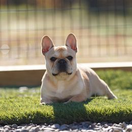 Zena - French Bulldog