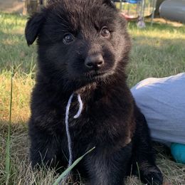Blue Collar - Bi-color male German Shepherd puppy in Upland, Indiana from Pinegrove German Shepherds