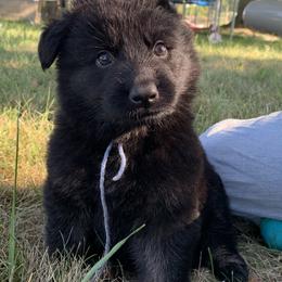 Blue Collar - Bi-color male German Shepherd puppy in Upland, Indiana from Pinegrove German Shepherds