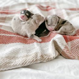 Pomsky Puppies from Pomsky Playpen