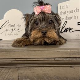 Tiana - Black and tan female Yorkshire Terrier puppy in Statham, Georgia from The Yorkie Love Shack