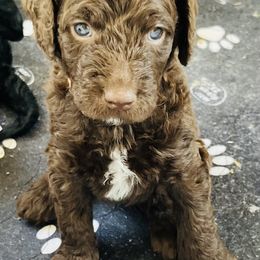 Goldendoodle Puppies from Daisy Mae Doodles