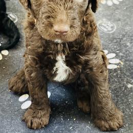 Goldendoodle Puppies from Daisy Mae Doodles