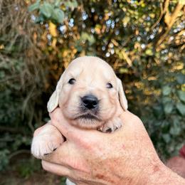 Snow White - Light golden female Golden Retriever puppy in Knoxville, Tennessee from Jack and Ginger’s Goldens