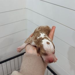 Rudolph - Red  male Goldendoodle puppy in Rio Linda, California from GoldendoodlePaw