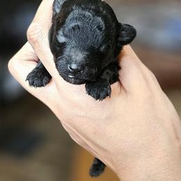 Black Betty - Black female Poodle puppy in Coolidge, Arizona from Effervescent-Pooches