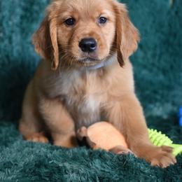 Toffee (Grey Collar Boy) - Dark golden male Golden Retriever puppy in Peoria, Arizona from Dani’s Dawgs