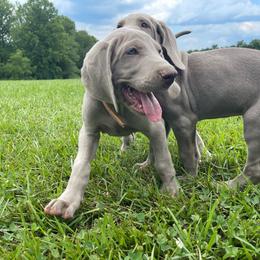 Mr. Tumnus (tan) - Silver gray male Weimaraner puppy in Granite Falls, North Carolina from Pups and Pastures- Weimaraners