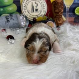 Whiskey - Red merle male Australian Shepherd puppy in Fredericksburg, Virginia from Cooper Ridge Aussies
