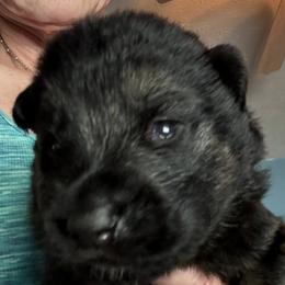 Boy 2 - male German Shepherd puppy in Germantown, Ohio from TNT Pups