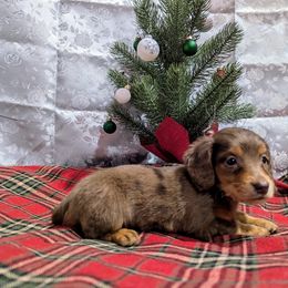 Dachshund Puppies from Knox Ridge Dachshunds