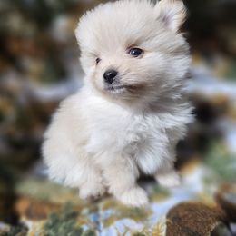 Pomeranian Puppies from Grand Poms