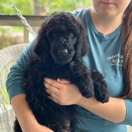 Bandit - Black male Poodle puppy in Dayton, Texas from Wolfe Island Poodles