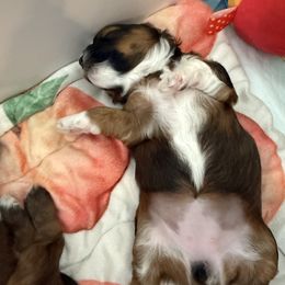 Belly - Red sable female Havapoo puppy in Eagle Mountain, Utah from Lady Paws Puppies