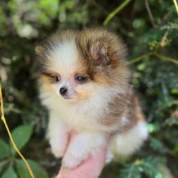 Ludwig - Orange parti male Pomeranian puppy in Zionville, North Carolina from Shaner Poms