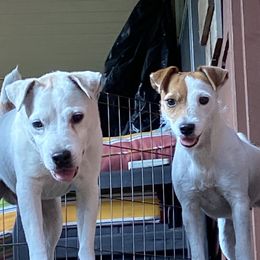  Mabel - Jack Russell Terrier