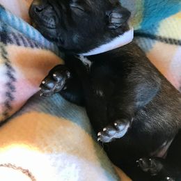 Belgian Malinois Puppies from Andrea Gumrich's Belgian Malinois