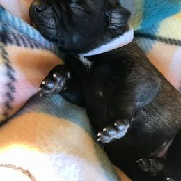 Belgian Malinois Puppies from Andrea Gumrich's Belgian Malinois
