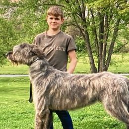Moses - Irish Wolfhound