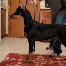 Doberman Pinscher Puppies from Lexa Dobermans