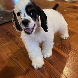 Tristan - Black white and tan male Cocker Spaniel puppy in Church Point, Louisiana from Acadia's Cockers