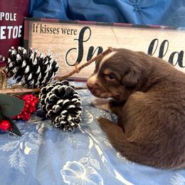 Willis - Red tri-color male Australian Shepherd puppy in Marshfield, Vermont from Discovery Hill Australian Shepherds