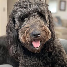 Goldendoodles from StellaDoodles