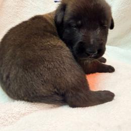 Blue Collar - Mahogany male Belgian Malinois puppy in Trenton, Georgia from Laeknir K9