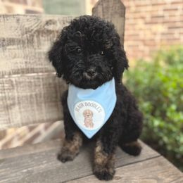 Cayman - Phantom male Goldendoodle puppy in Mc Kinney, Texas from Flair Doodles