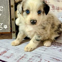 Blue male 1 - Blue merle male Miniature Australian Shepherd puppy in Lemon Cove, California from Magic Ranch Mini Aussies