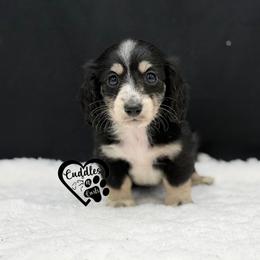 Socks - Black and cream male Dachshund puppy in Nashville, Arkansas from Cuddles n Curls