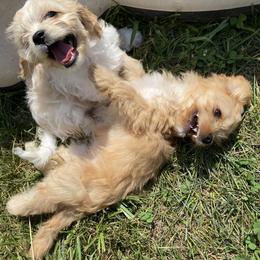 Cavapoo and Havapoo Puppies from Perfectly Playful Doodles