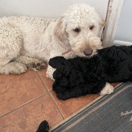 Goldendoodle Puppies from Robinson Doodles