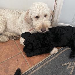 Goldendoodle Puppies from Robinson Doodles