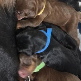 Black Boy 2 - Black and rust male Doberman Pinscher puppy in Houston, Texas from Tycho's Dobermans