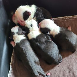 Boston Terrier Puppies from Tumbling Shoals Hilltop Bostons