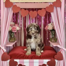 Snickers - Merle male Goldendoodle puppy in Tybee Island, Georgia from Castaway Doodles